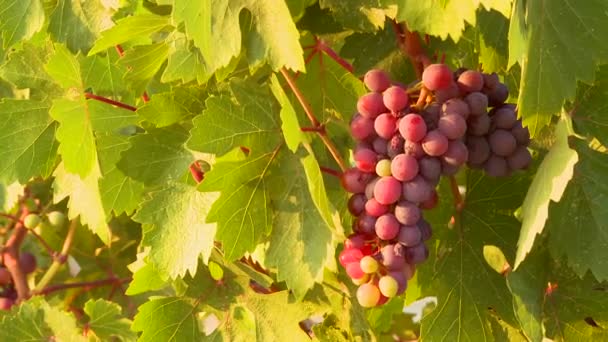 Виноград растет в винограднике — стоковое видео