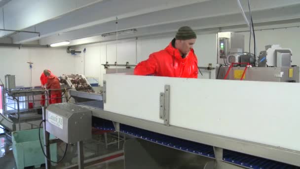 Mannen vis snijden in fabriek — Stockvideo