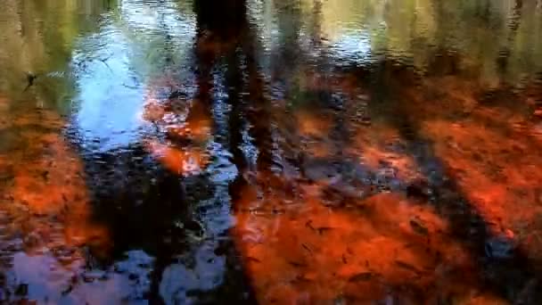Hermosos reflejos en el agua — Vídeos de Stock