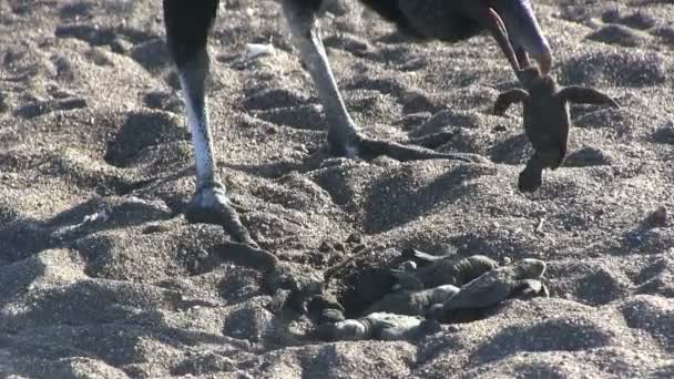 Tartarughe mangiate dagli uccelli avvoltoio — Video Stock