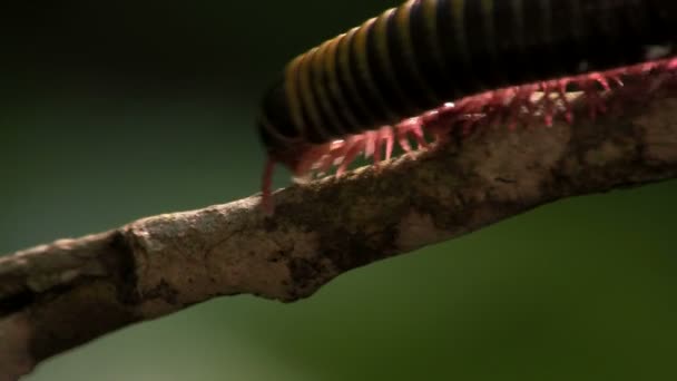 Millipede rör sig längs en gren — Stockvideo