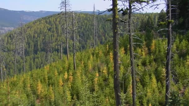 Árvores crescem em uma floresta sempre verde — Vídeo de Stock