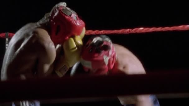 Zwei Boxer schonen — Stockvideo