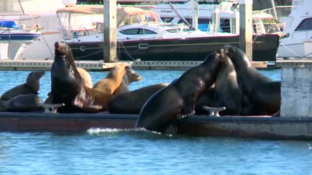 Leoni marini su un molo nel porto di Santa Barbara — Video Stock