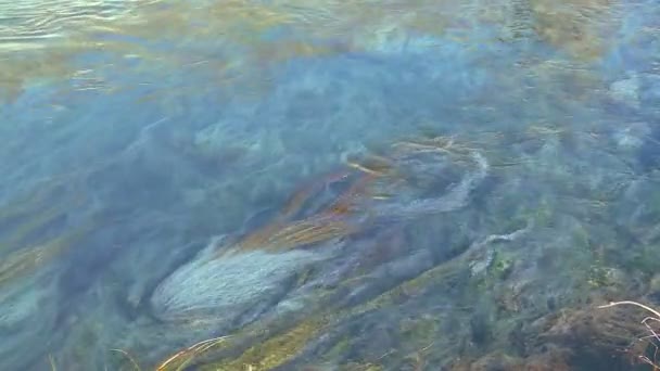 Wasser fließt in einem Gebirgsbach — Stockvideo