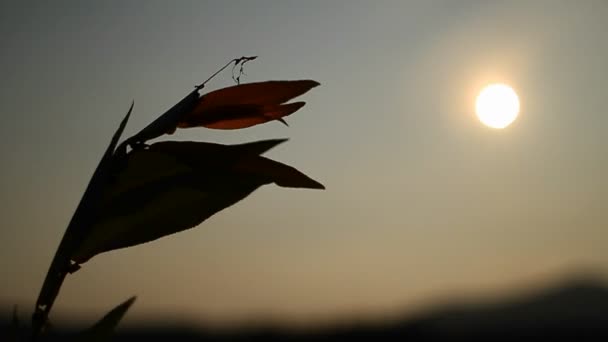 Planta que sopla en el viento — Vídeos de Stock