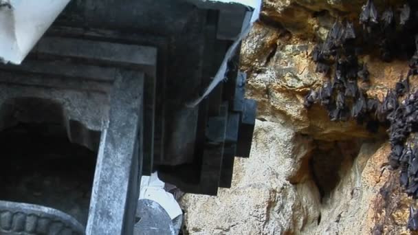 Murciélagos cuelgan en una pared — Vídeo de stock