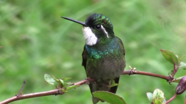 Colibrí se sienta en un árbol — Vídeo de stock