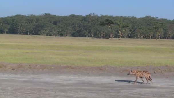 Eine Hyäne untersucht eine afrikanische Ebene. — Stockvideo