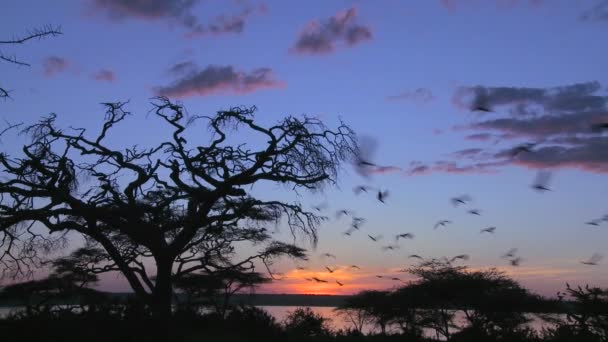 Uccelli vola da un albero di acacia — Video Stock