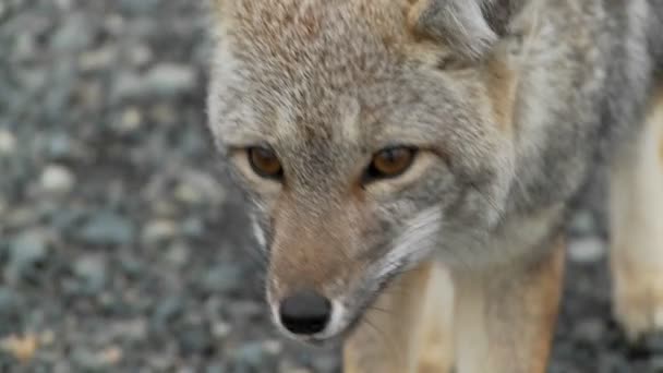 Zorro en la región Patagonia — Vídeo de stock