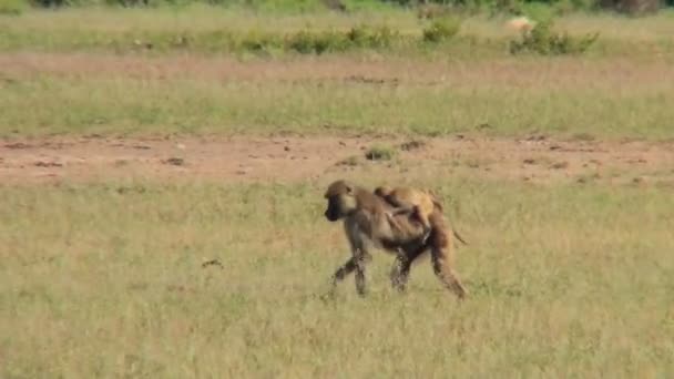 Un babouin mère porte son bébé — Video