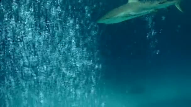 Shark swims underwater — Stock Video