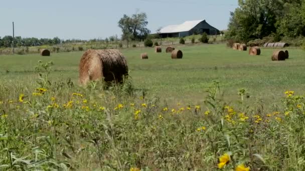 Тюки сена на полях — стоковое видео