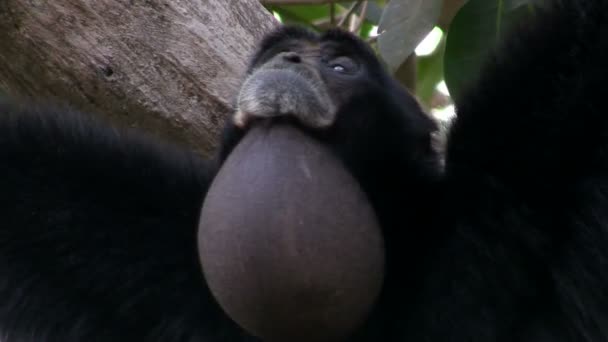 Siamang-Gibbon aus Indonesien — Stockvideo