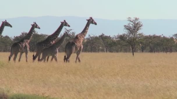 Girafas atravessam planícies — Vídeo de Stock