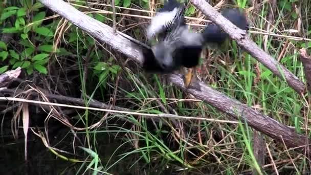 Bird guards and feeds it chicks in the nest — Stock Video