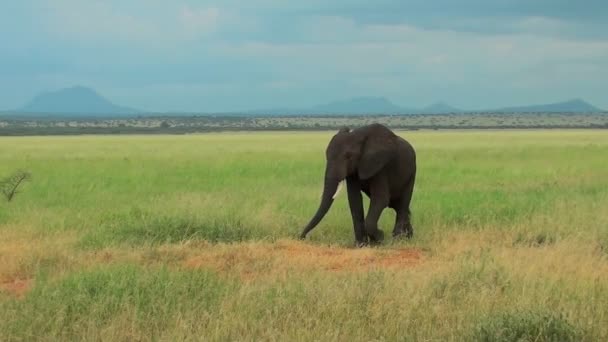 Elefante fica na grama amarela — Vídeo de Stock