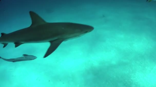 Sualtı Yüzme köpekbalıkları. — Stok video