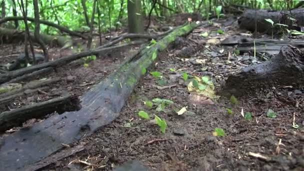 Fourmis déplacer les feuilles à travers la branche — Video