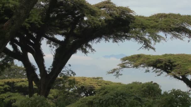 Bäume ragen über den Krater von Ngorongoro — Stockvideo