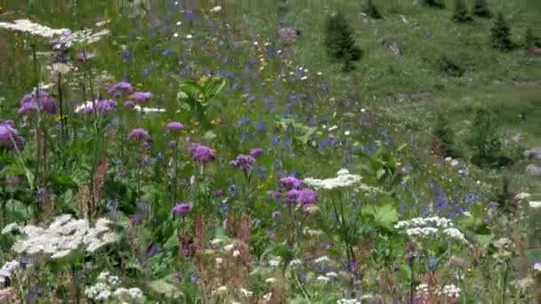 鲜花盛开的春天 — 图库视频影像