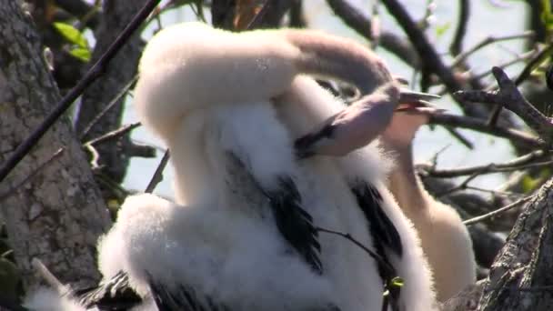 Bílé ptáci hnízdí v Everglades — Stock video