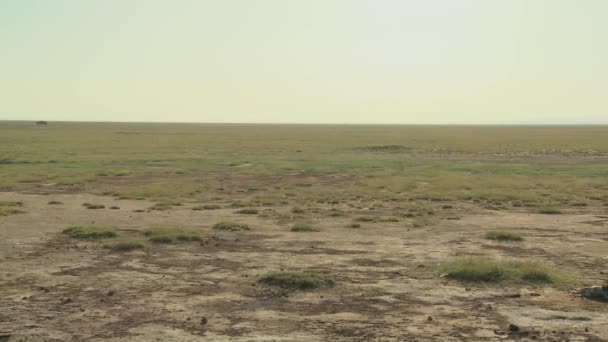 Scheletro di animale si trova nel deserto — Video Stock