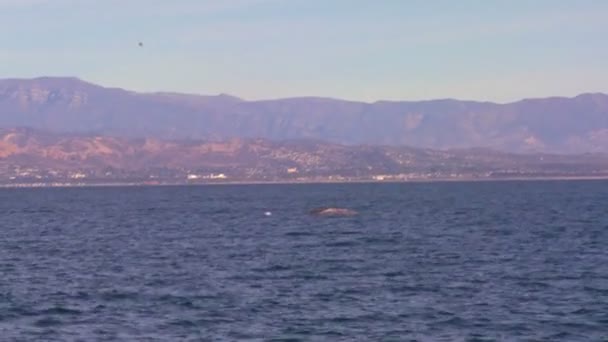 Velryba šplouchá s ocasem z pobřeží — Stock video
