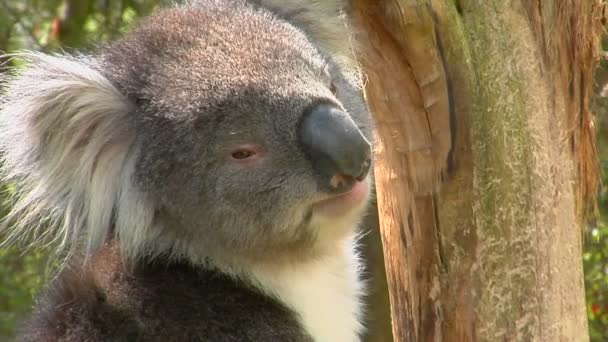 Koala oso sentado en un árbol — Vídeos de Stock