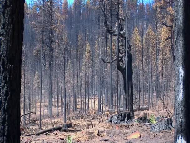 Un bosque incendiado con árboles — Vídeos de Stock