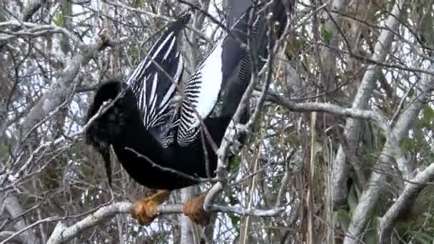 Hermoso pájaro negro en árbol — Vídeo de stock