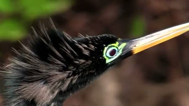Schwarzer Ibisvogel in den Waldlichtungen — Stockvideo