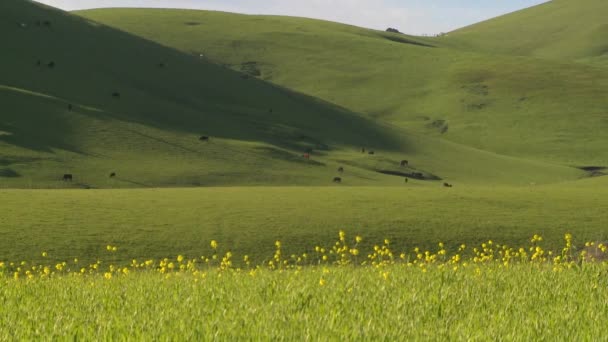 Gras wächst auf Hügeln — Stockvideo
