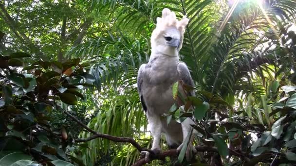 Орёл гарпии сидит на дереве — стоковое видео