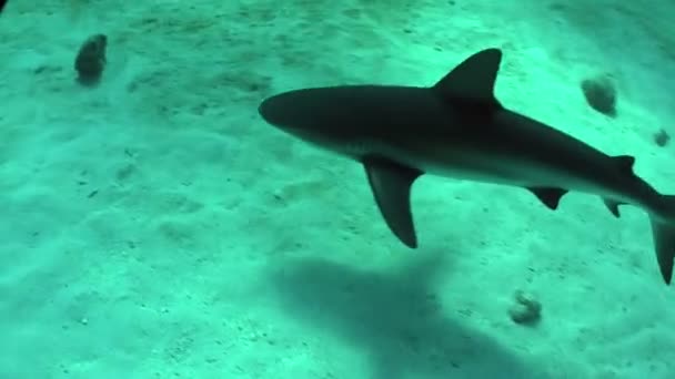 Tubarão nadando debaixo d 'água . — Vídeo de Stock
