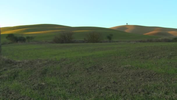 Árvore fica em uma colina na Toscana — Vídeo de Stock