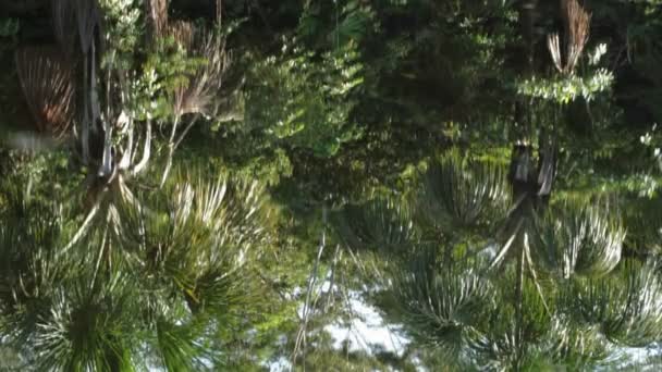 Rain forest reflection on water — Stock Video