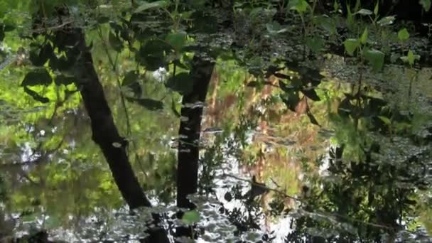 Solen speglar på dammen — Stockvideo