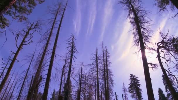 Árboles gigantes de Sequoia quemados después de un incendio forestal — Vídeo de stock