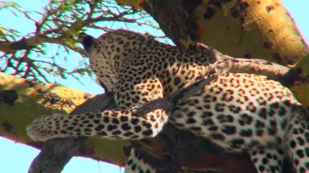 Um leopardo salta em uma árvore . — Vídeo de Stock