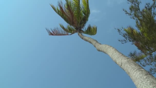 Пальмовое дерево, дует ветер — стоковое видео