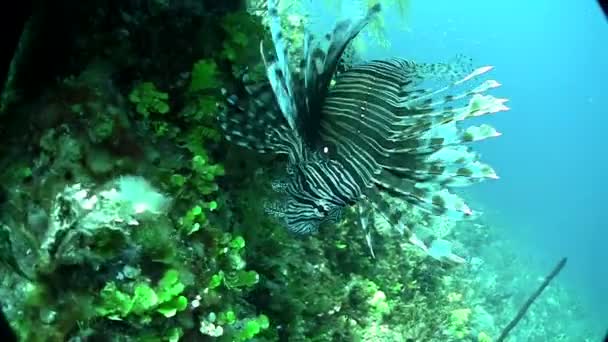 Dodelijke lionfish drijft — Stockvideo