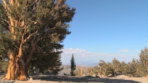 Pine bomen groeien in de witte bergen — Stockvideo