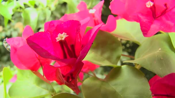 Bougainvillea fiori fioriscono nella foresta pluviale — Video Stock