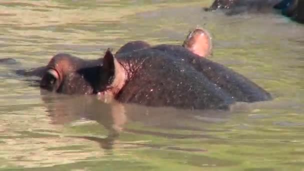 Una vaina de hipopótamos yacen en un río — Vídeos de Stock