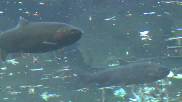 Trucha arco iris nadando bajo el agua — Vídeo de stock