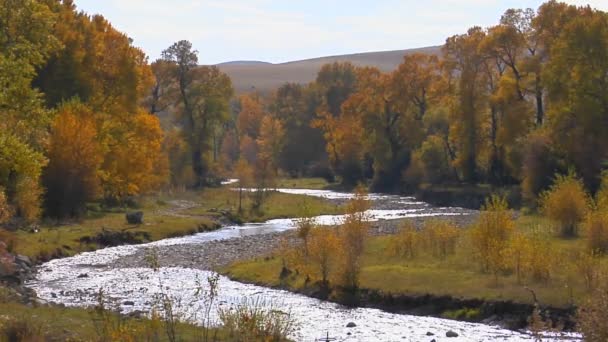 A river flows through a forest — Stock Video