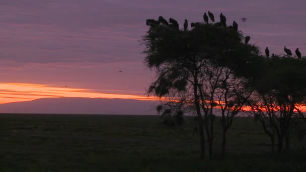 Ptaki siedzą na drzewach — Wideo stockowe