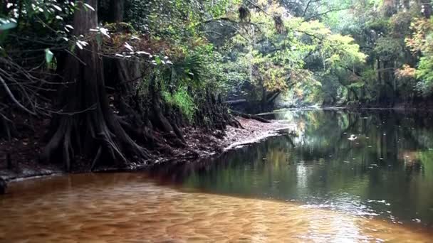 Mangrove forest diep in een moeras — Stockvideo